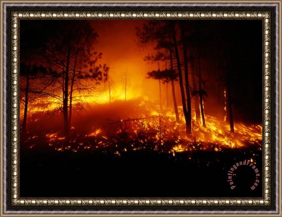 Raymond Gehman Flames From a Forest Fire Light Up The Night Framed Print