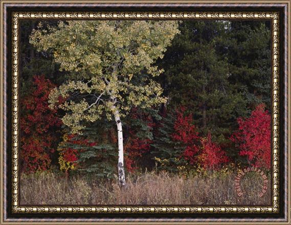 Raymond Gehman Flaming Shrubs And a Slender Quaking Aspen Glow Against a Canvas of Lodgepole Pine And Spruce Framed Print