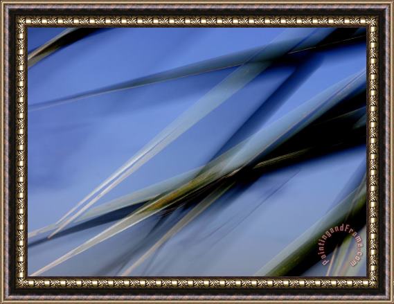 Raymond Gehman Flash Fill Palm Frond Leaves Dance in Front of The Evening Sky Framed Print