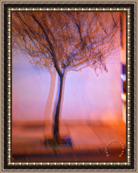 Raymond Gehman Flashed Tree And Its Shadow on a Wall in San Francisco Framed Print
