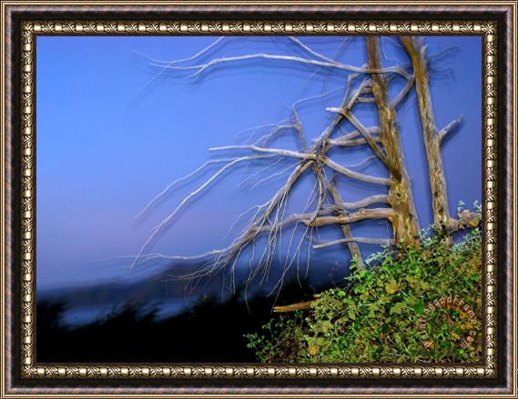 Raymond Gehman Flashed Tree at Night Near Legion of Honor in San Francisco Framed Painting