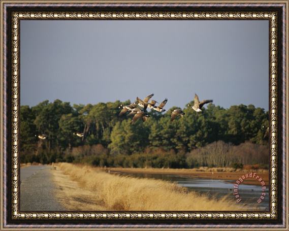 Raymond Gehman Flock of Canada Geese Take Flight From a Marsh Framed Painting