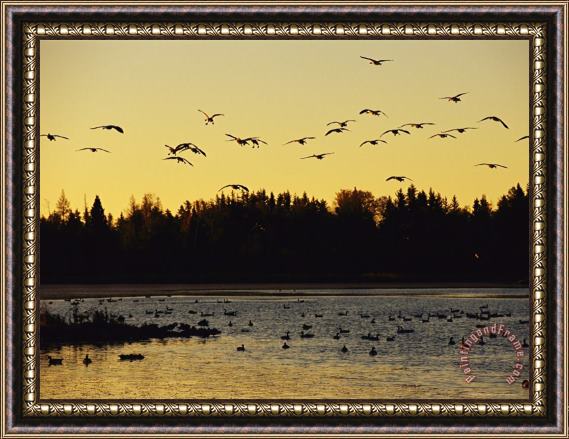 Raymond Gehman Flock of Geese Flies Over a Manitoba Lake at Sunset Framed Print