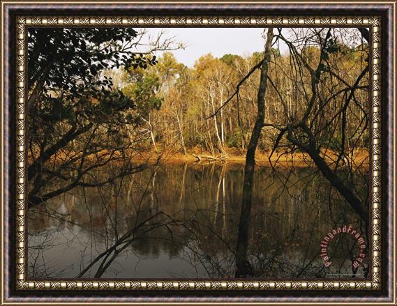 Raymond Gehman Flood Plain Forest Along The Cape Fear River Framed Painting