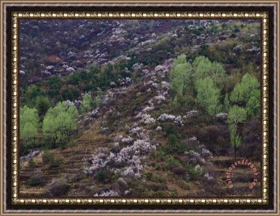 Raymond Gehman Flowering Plum Trees on a Hillside in Beijing Framed Print