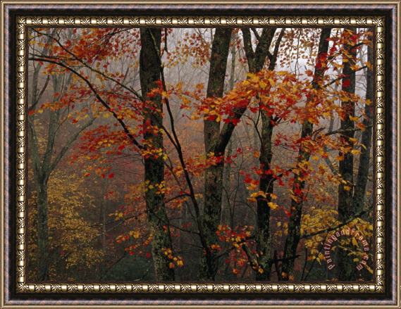 Raymond Gehman Fog And Colorful Maple Leaves in Appalachian Forest on Paint Mt Road Framed Painting