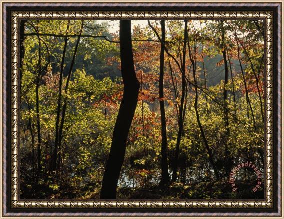 Raymond Gehman Forest of Dogwood And Maple Trees in Autumn Colors Framed Print