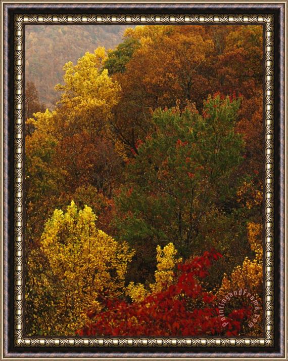 Raymond Gehman Forest Stand of Maples And Oaks in Autumn Hues on a Mountain Side Framed Painting