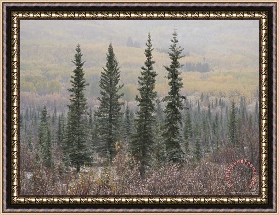 Raymond Gehman Four Tall Evergreens Stand in Front of a Backdrop of Autumn Colors Framed Painting