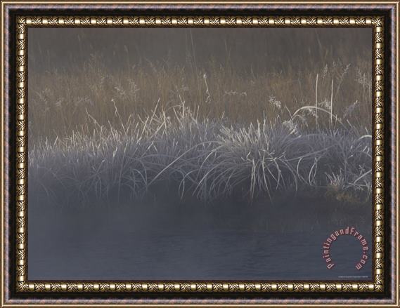 Raymond Gehman Frost Coats Sedges Along Obsidian Creek in The Early Morning Framed Painting