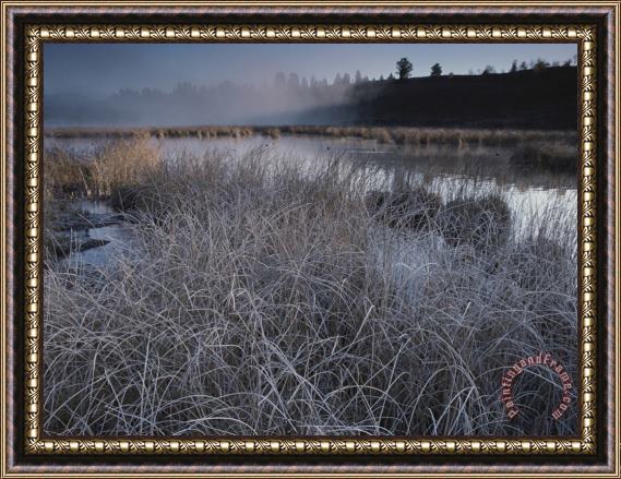Raymond Gehman Frost Covered Grasses And Early Morning Mist Over Teton Marsh Area Framed Print