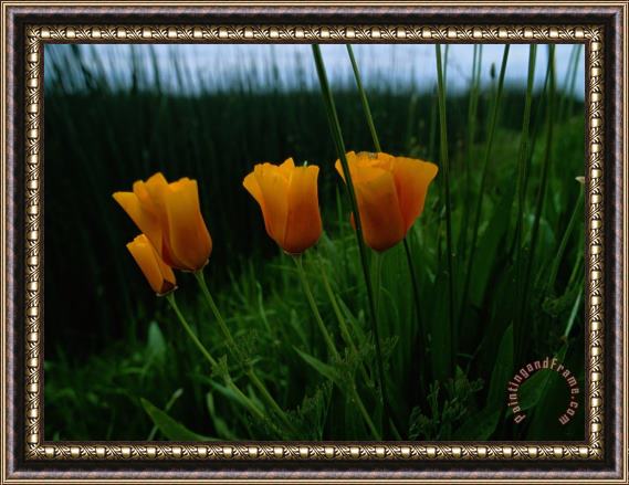 Raymond Gehman Furled California Poppy Blossoms Framed Painting