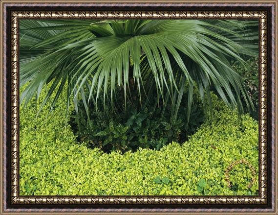 Raymond Gehman Garden Detail with Palmetto Fronds And Ground Cover Framed Print
