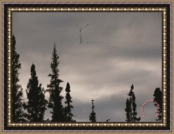Raymond Gehman Geese Fly in Formation Above Silhouetted Pine Trees Framed Painting