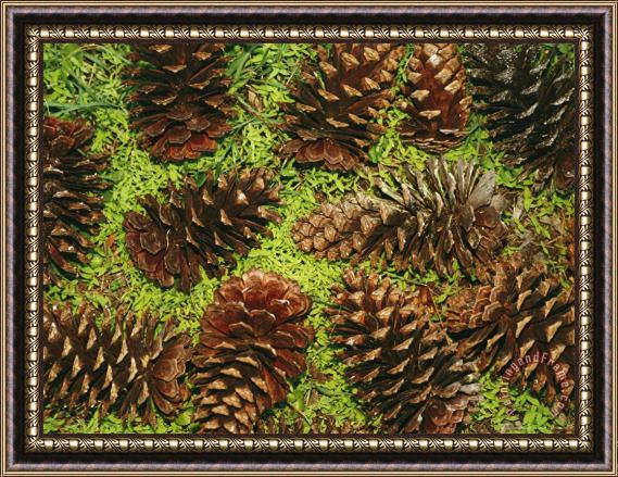 Raymond Gehman Giant Longleaf Pine Cones Framed Print