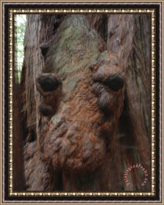 Raymond Gehman Giant Redwood Tree Knot Resembling an Alligator S Head Framed Print
