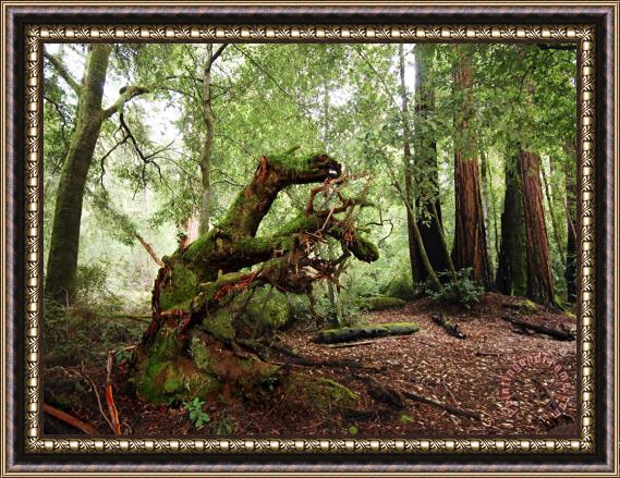 Raymond Gehman Giant Redwood Tree Root Ball Looking Like a Leaping Horse Framed Print