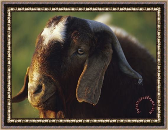 Raymond Gehman Goat Framed Print