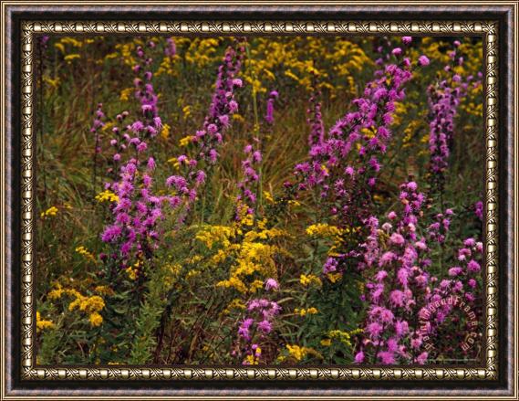 Raymond Gehman Goldenrod And Other Wildflowers in Bloom Framed Print