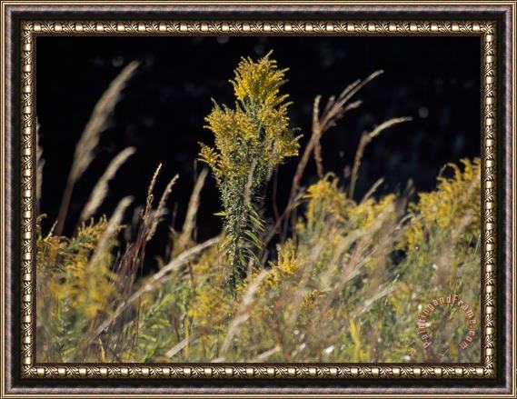 Raymond Gehman Goldenrod Flowers And Prairie Grass Framed Painting