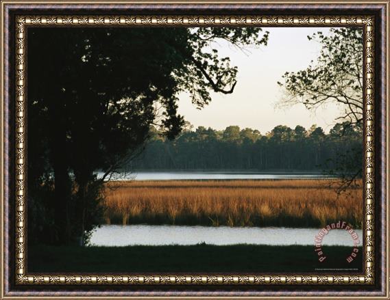 Raymond Gehman Grasses in a Marsh Surrounded by Trees Framed Painting
