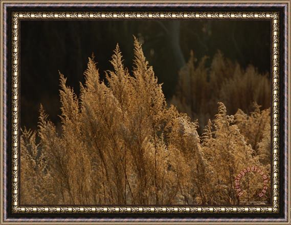 Raymond Gehman Grasses in Autumn Colors Along The Edge of a Maritime Forest Framed Painting