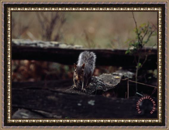 Raymond Gehman Gray Squirrel with an Acorn in It S Mouth Framed Painting