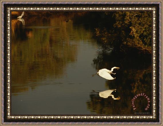 Raymond Gehman Great Egret Flying Across a Tidal Creek with a Fish in Its Bill Framed Painting