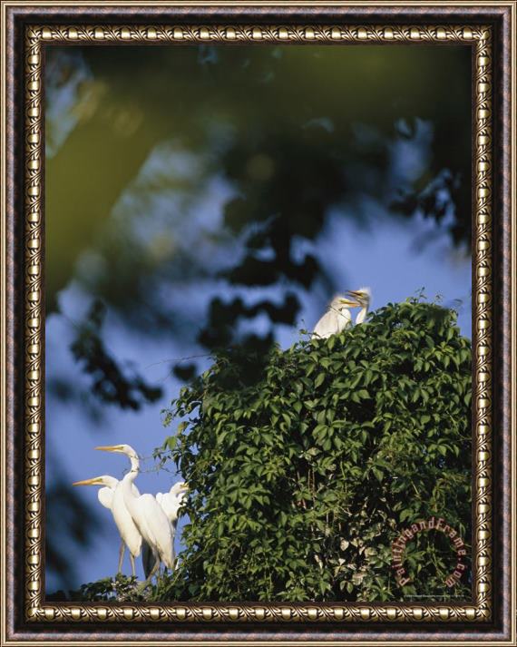 Raymond Gehman Great Egrets with Nestlings in a Vine Covered Nest Framed Painting