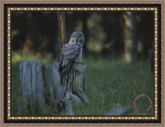 Raymond Gehman Great Gray Owl Yellowstone National Park Framed Print