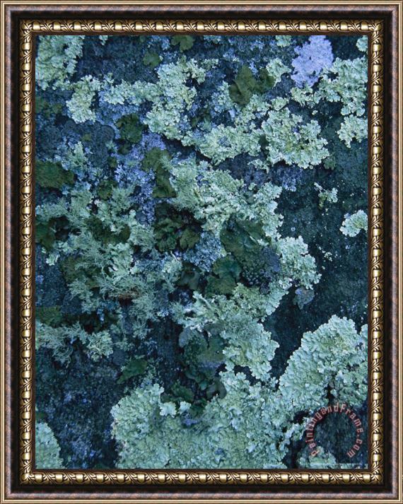 Raymond Gehman Greenstone Rock Covered with Lichens on Thunder Ridge Framed Print