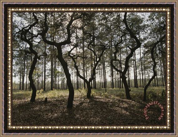 Raymond Gehman Grove of Trees in The Ocala National Forest Framed Painting