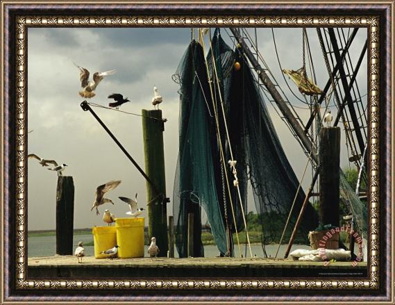 Raymond Gehman Gulls Alighting on a Dock Next to Hanging Fishing Nets Framed Print