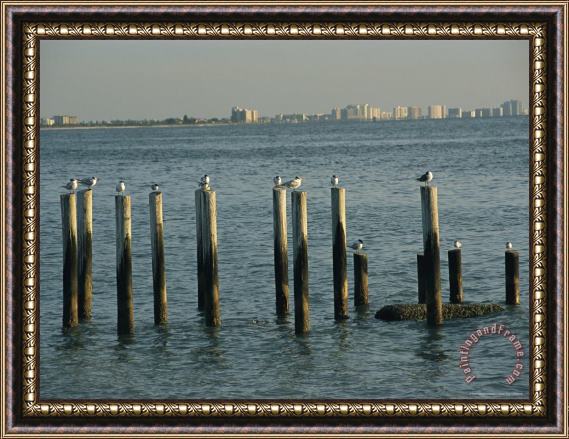 Raymond Gehman Gulls Perch on Derelict Pier Across The Gulf From Clearwater Florida Framed Painting