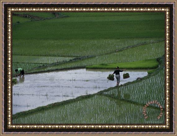 Raymond Gehman Harvesting Rice Zhuang Tribe Guangxi Autonomous Region China Framed Print