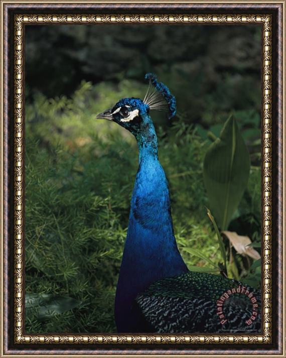 Raymond Gehman Head And Neck of a Peacock with Iridescent Blue Feathers Framed Painting