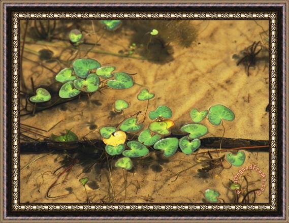Raymond Gehman Heart Shaped Water Lily Pads Floating on Calm Clear Water Framed Painting