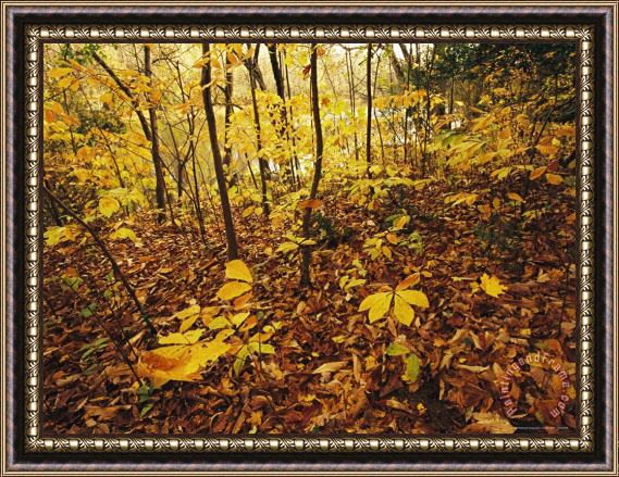 Raymond Gehman Hickory Saplings in Autumn Colors Along The Cape Fear River Framed Painting