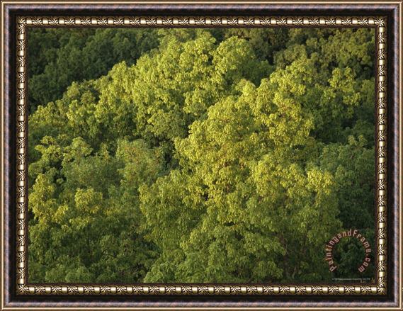 Raymond Gehman Hickory Tree Forest in Late Afternoon Light Framed Print