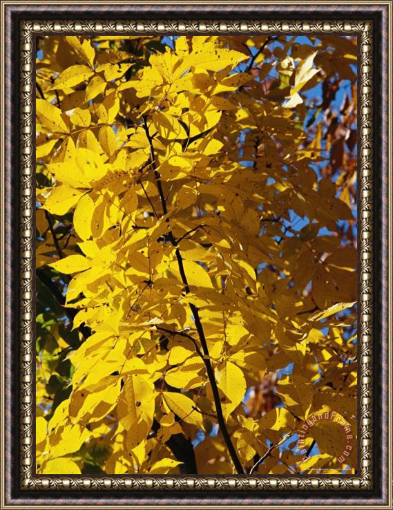 Raymond Gehman Hickory Tree in Golden Fall Color Framed Painting