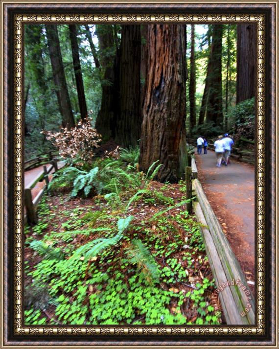 Raymond Gehman Hikers on a Trail in Muir Woods National Monument California Framed Print
