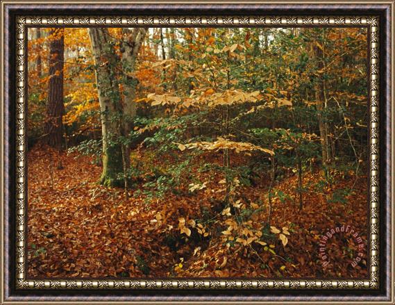 Raymond Gehman Holly And Beech Trees Along a Woodland Trail Framed Painting