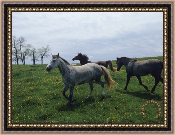 Raymond Gehman Horses Roaming in a Field Dotted with Yellow Wildflowers Framed Painting