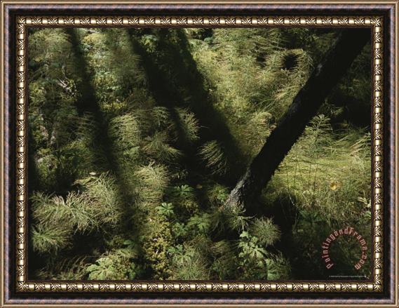 Raymond Gehman Horsetail Ferns Grown Along a Hiking Trail Framed Painting