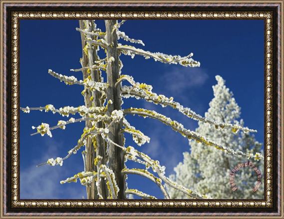 Raymond Gehman Ice Coated Trees West Thumb Geyser Basin Framed Painting