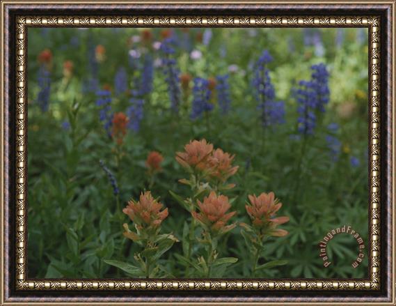 Raymond Gehman Indian Paintbrush And Purple Lupine Wildflowers Wyoming Framed Painting