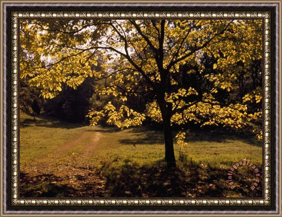 Raymond Gehman Lane Through a Farm Field And Trees Framed Painting