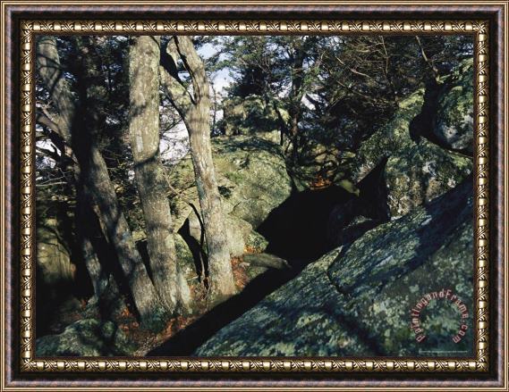 Raymond Gehman Large Boulders in a Forest Setting Framed Painting