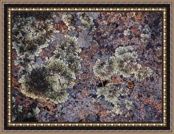 Raymond Gehman Lichen Covered Rock in Canada S Whiteshell Provincial Park Framed Print