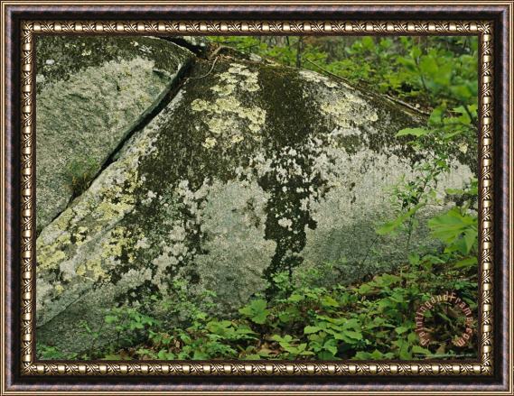 Raymond Gehman Lichens on an Exposed Granite Boulder Framed Painting